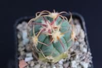Echinocactus horizonthalonius PD 111